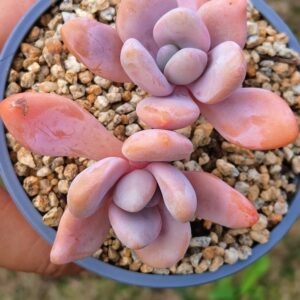 Graptoveria Pink Bunny double tête