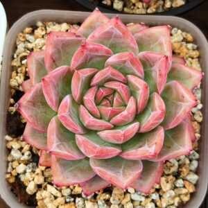 Echeveria Ripple Lake