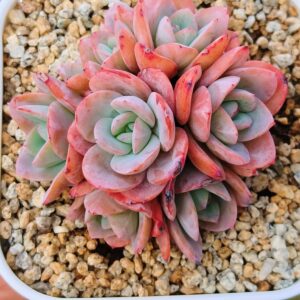 Echeveria Brinks Blue cluster
