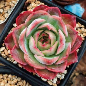Echeveria Shrimp Dumpling