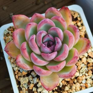 Echeveria Little Fox