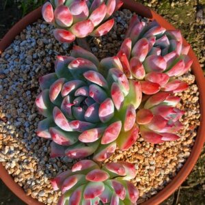 Echeveria Purple Colorata cluster