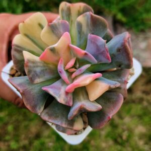 Echeveria Cubic Frost variegata L