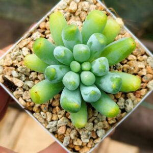 Echeveria Jade Frost