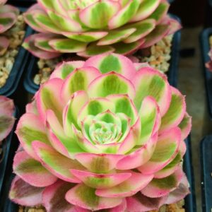 Aeonium Lychee