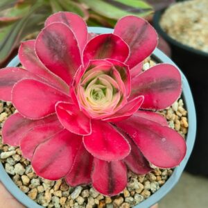 Aeonium Qingcheng