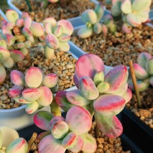 Cotyledon Orbiculata CV Variegata cluster