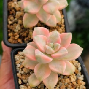 Graptoveria Titubans variegata