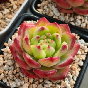 Echeveria Red Pearl