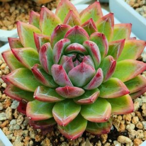 Echeveria Bayanbulak L