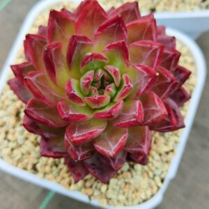 Echeveria Bayanbulak