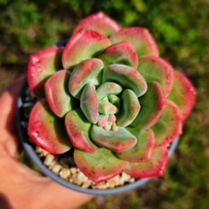 Echeveria Lhasa