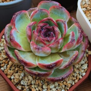 Echeveria Black Monroe / Dark Opal L