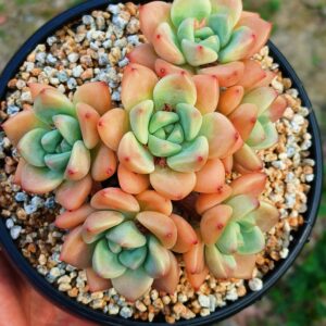 xPachyveria Ivory Tower cluster