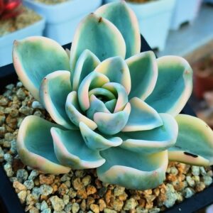 xPachyveria Orpet variegata