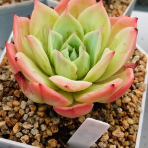 Echeveria Fairy Kiss