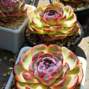 Echeveria Odette L