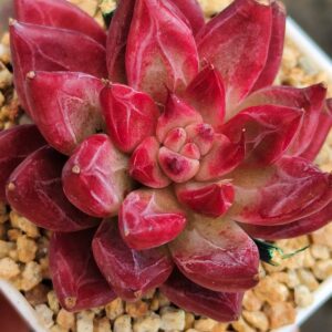 xPachyveria Demon Soul