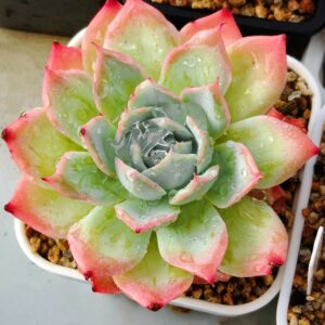 Echeveria Fairy Kiss