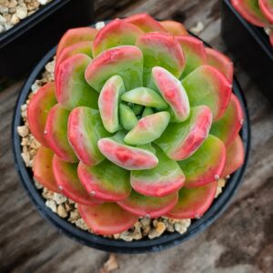 Echeveria Lhasa