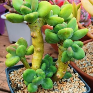 Pachyphytum KK cluster B