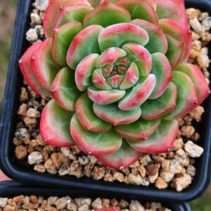 Echeveria Red Pearl
