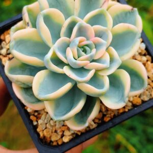 xPachyveria Orpet variegata