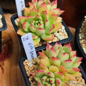 Echeveria Arzee double tête
