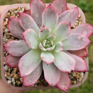 Echeveria Laulensis variegata