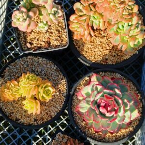 Mix plantes