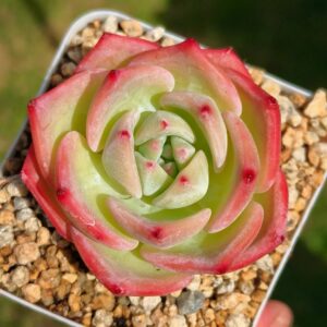 Echeveria Star Fruit