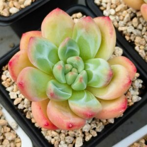 Echeveria Shanks