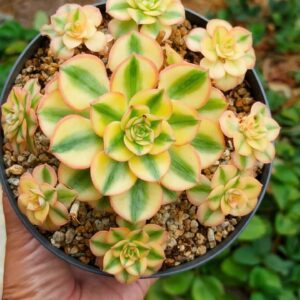 Aeonium Sun God cluster
