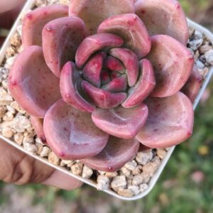 Echeveria Red Wine Champagne
