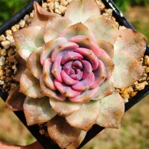 Echeveria Forbidden City variegata