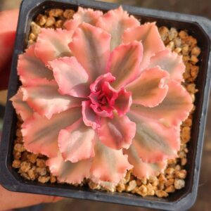 Echeveria Afterglow variegata