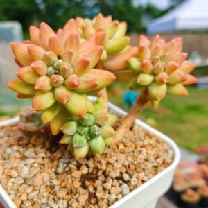 Pachyphytum Icarus cluster vieux tronc