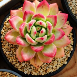 xPachyveria Shanks L