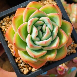 Echeveria Strawberry Puff