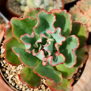 Echeveria Aquarius