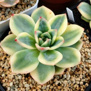Echeveria Elizabeth variegata (L