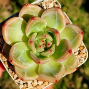 Echeveria Red Wine Champagne