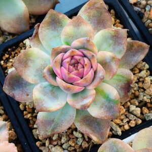 Echeveria Forbidden City variegata