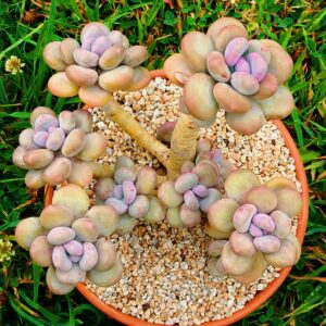Pachyphytum Cheese vieux tronc Cluster