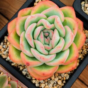 Echeveria Strawberry Puff