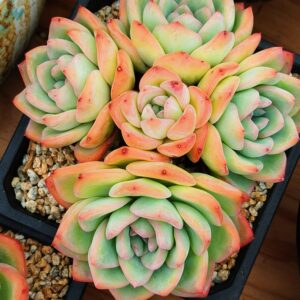 Echeveria Strawberry Puff cluster