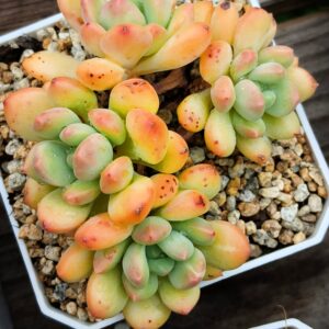 Pachyphytum Duke Zelda cluster