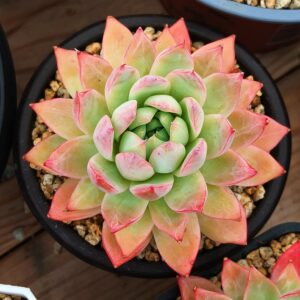 Echeveria Icy Veil