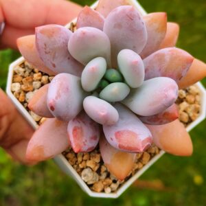 Pachyphytum Elizabeth