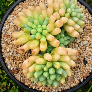 Echeveria Jade Frost cluster
